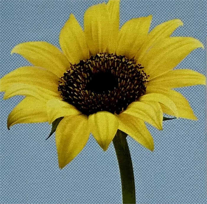 Алмазная мозаика 20*20 LM-K20017 ZT-PR-004655 - фото 223