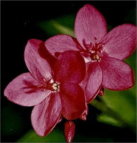 {{productViewItem.photos[photoViewList.activeNavIndex].Alt || productViewItem.photos[photoViewList.activeNavIndex].Description || 'Алмазная мозаика 20*20 LM-K20185'}}